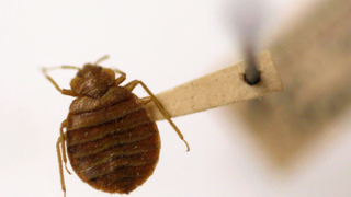 A California Family Won a $1.6 Million Lawsuit Over Their Bed Bug Infestation From Hell<em></em>